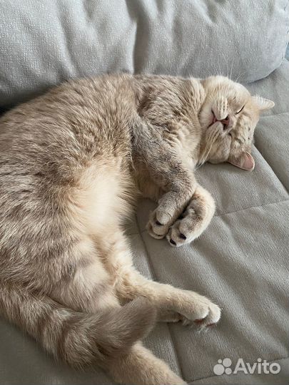 Отдам котика в добрые руки
