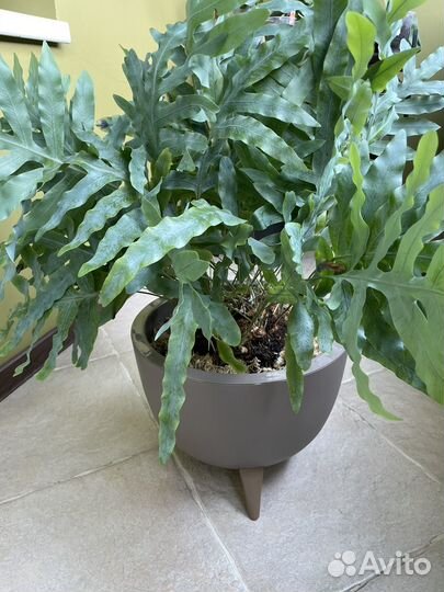 Флебодиум блю стар