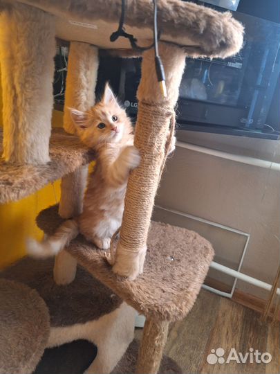 Котята мейн-кун