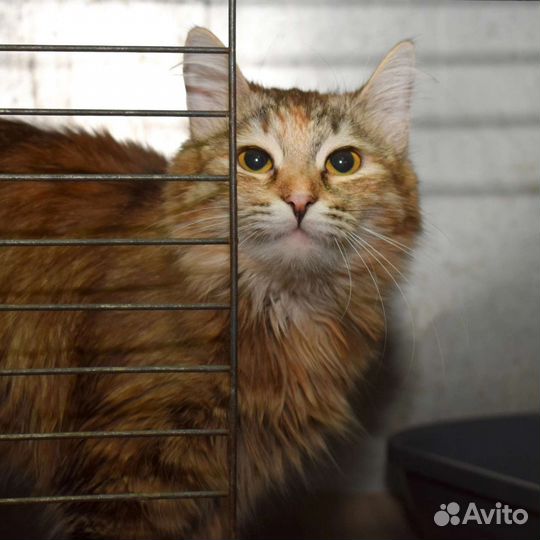 Кошечка Верочка