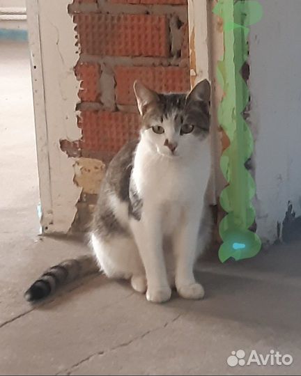 Отдам в добрые руки