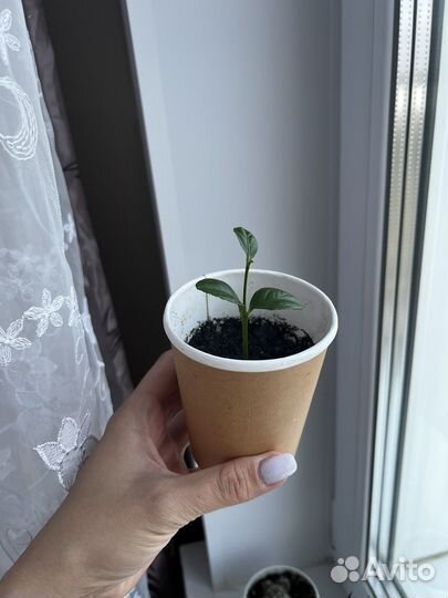 Лимонное дерево