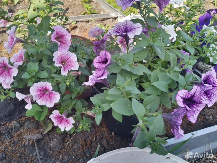 Рассада петунии ампельной