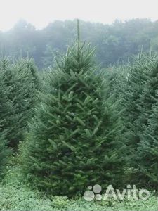 Живая сосна 1-3,5м