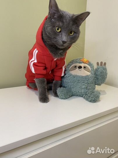 Одежда для собак и кошек костюм