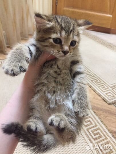 Котёнок девочка