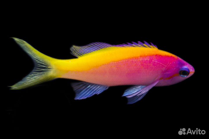 Дори, немо, рыба