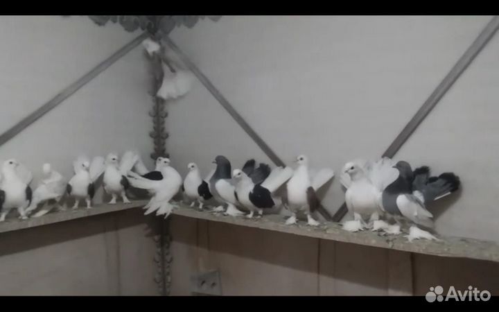 Голуби статные