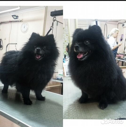 Грумер стрижка собак