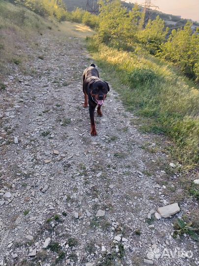 Вязка ротвейлера
