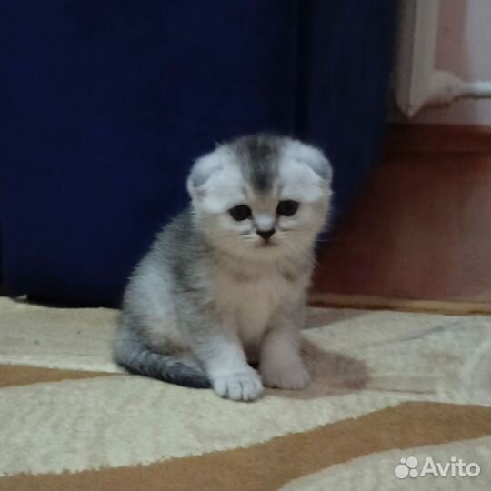 Шотландские котята серебристая шиншилла