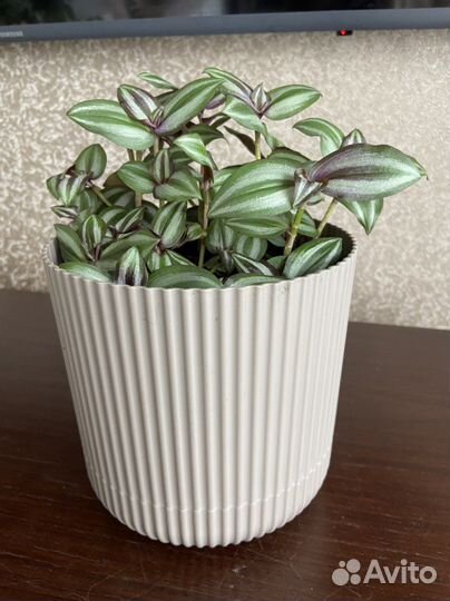 Полосатая фиолетовая традесканция