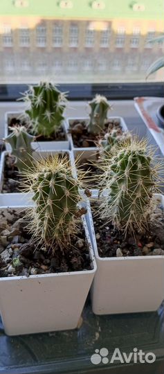 Эхинокактусы: грузони, инденс. Феррокактус