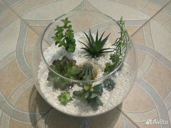 Ваза с суккулентами