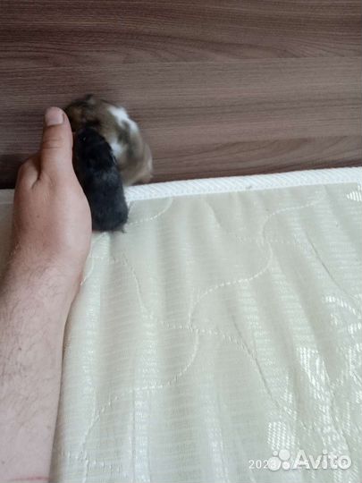 Сирийские хомячки