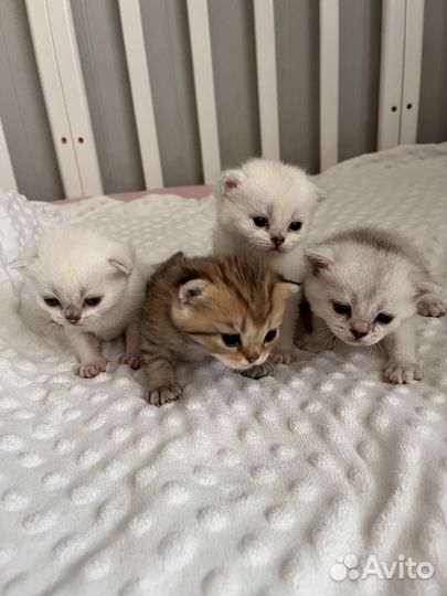 Котята