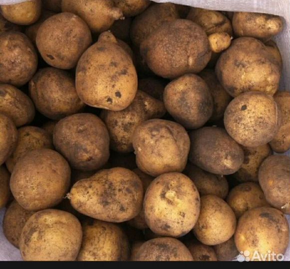 Продам картофель семенной