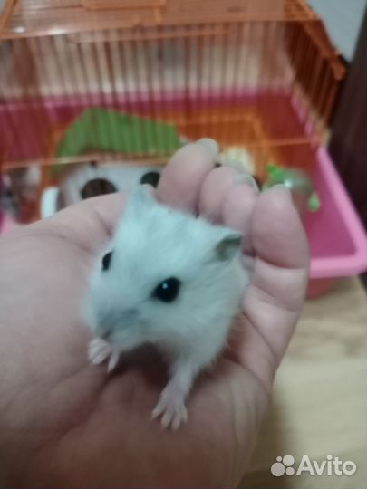 Джунгарские хомяки малыши и клетки