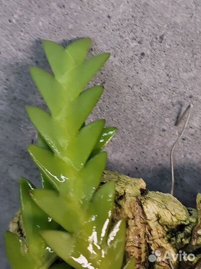 Dendrobium keithii Азия