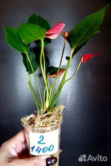 Антуриум лили рэд