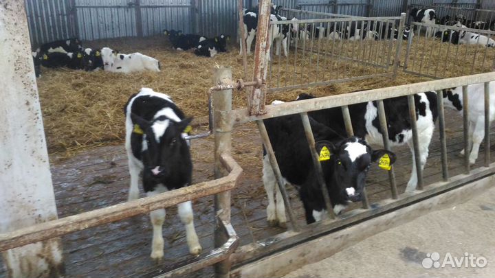 Телята бычки