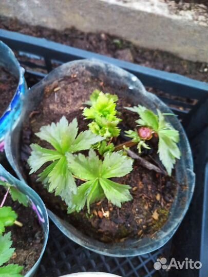 Купальница азиатская (жарки)