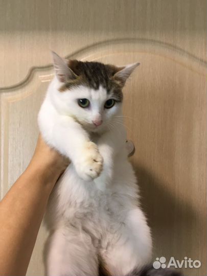 Котенок девочка 4 мес