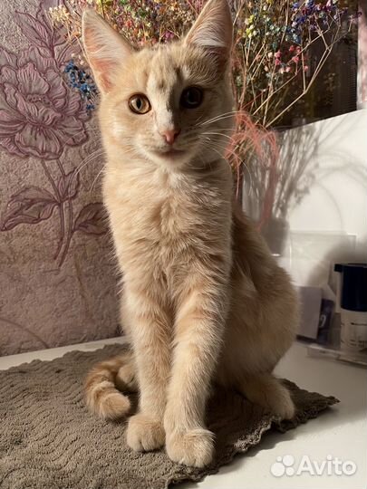 Котята
