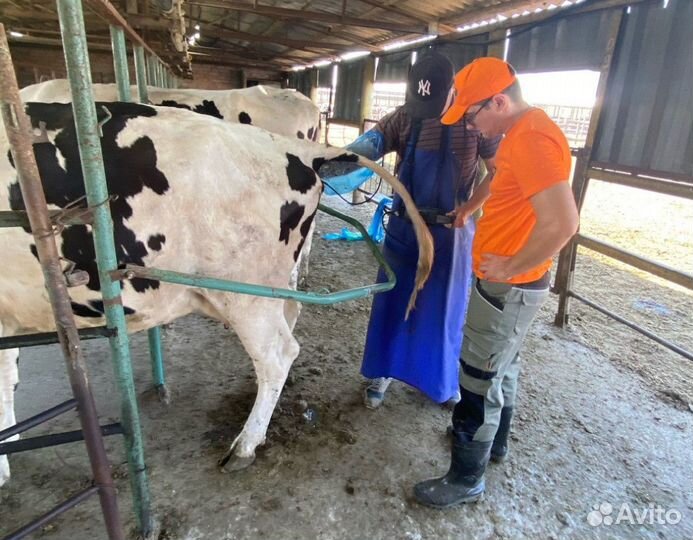 Осеменение коров, узи диагностика патологий