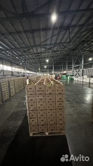 Помидоры, огурцы разные сорта оптом