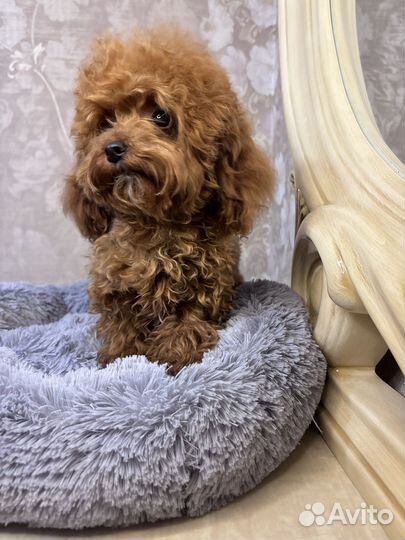 Той-пудель тикап девочка