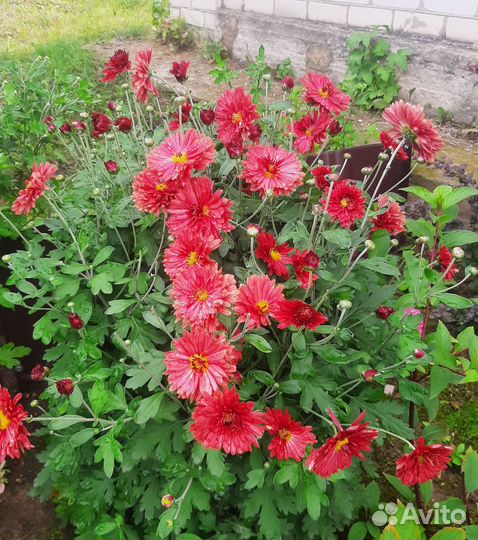 Хризантемы