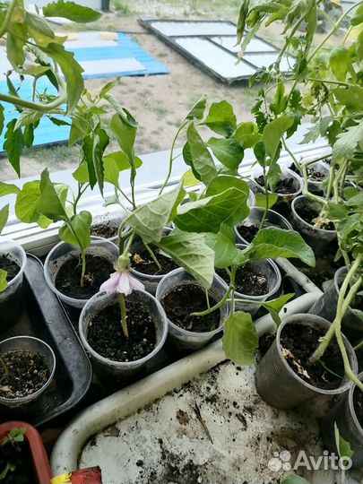 Рассада помидор