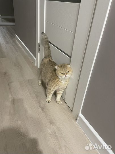 Шотландская вислоухая кошка