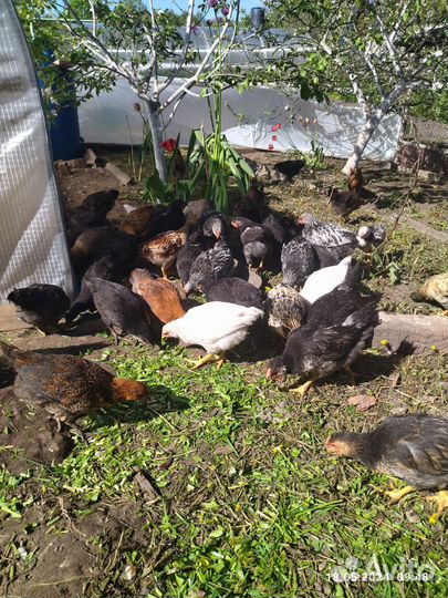 Цыплята несушки