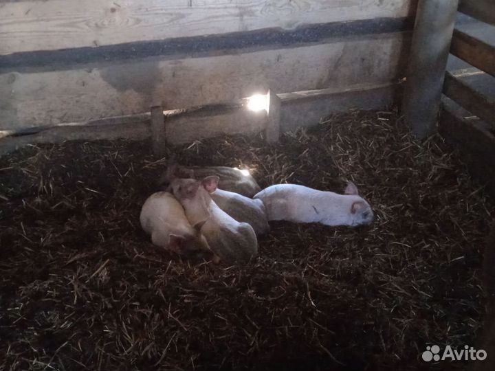 Поросенок ландрас