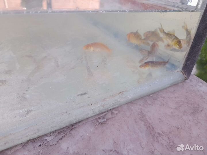 Карп кои ассорти