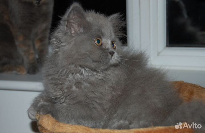 Британские котята