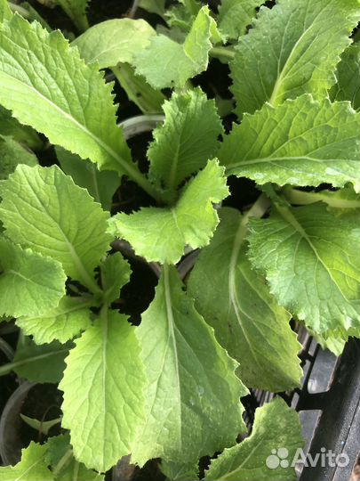 Капуста рассада