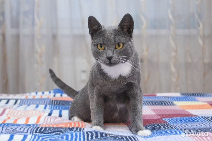 Кот Алехандро