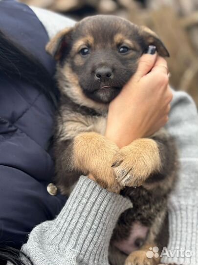 Щенок в добрые руки