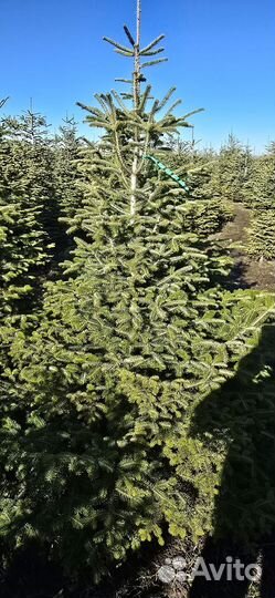 Пихта нордмана живая