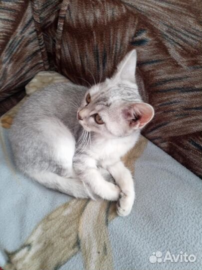 Продам котят