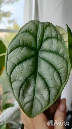 Алоказии серебряный дракон/ венти