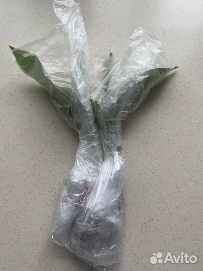 Цветы канны