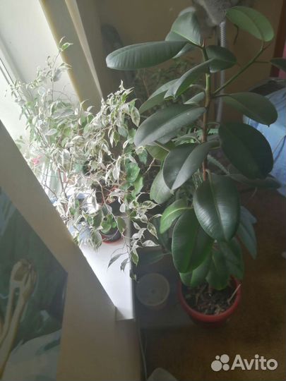 Фикус Робуста