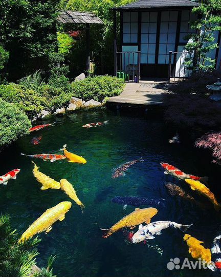 Живая рыба карп кои