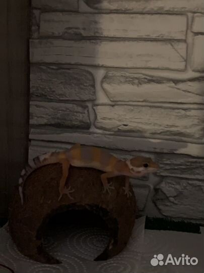 Передержка животных(кошек, собак,грызунов)