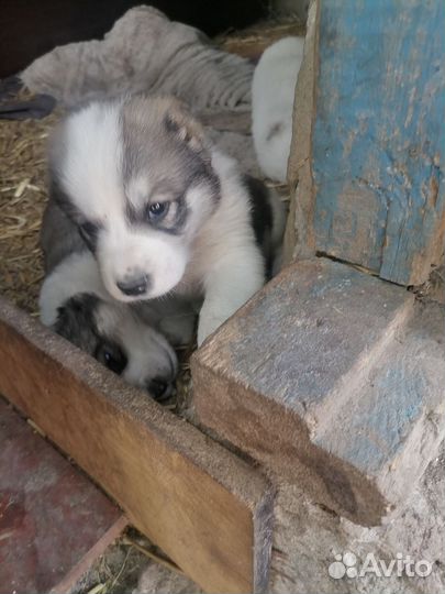 Среднеазиатская овчарка алабай щенки