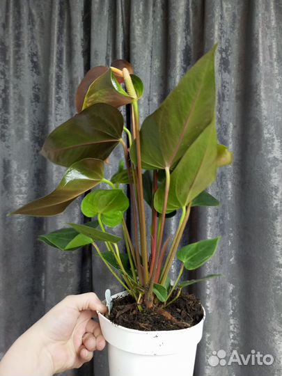 Антуриум Рейнбоу чемпион